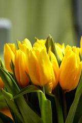 Naklejka premium Yellow tulips