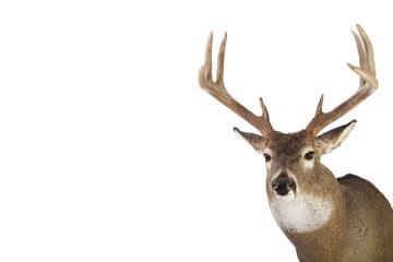 Large whitetail buck isolated on white background