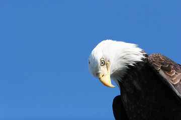 American bald eagle