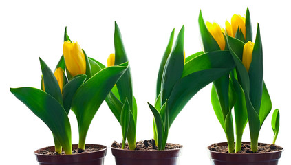 Yellow tulips in flowerpots