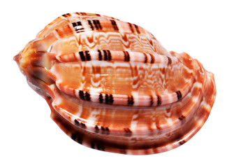 Nacre, isolated on the white background