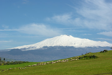 Fototapeta premium Flock And Volcano Etna In Background