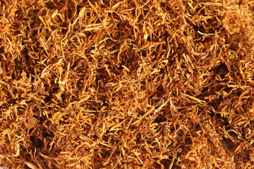 Close up of Tobacco for Cigarettes