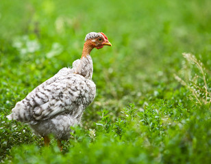 young cock on the green lawn