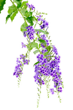 Fleur mauve de duranta sur fond blanc