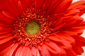 Red Gerbera Daisy
