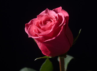 Fototapeta premium rose on a black background