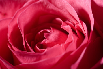 red rose