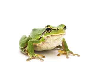 Tree frog - 21078617