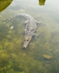 Abwaschbare Fototapete Krokodil crocodile