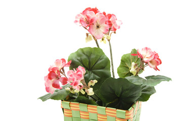 Künstliche Geranien