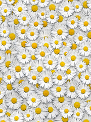 Gänseblümchen  daisies