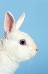 lapin nain blanc à l'oeil bleu de profil