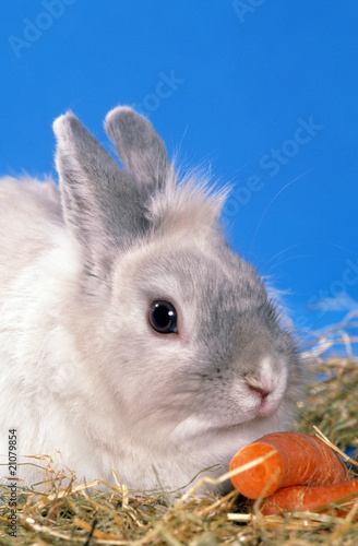 "lapin nain angora en train de grignoter une carotte