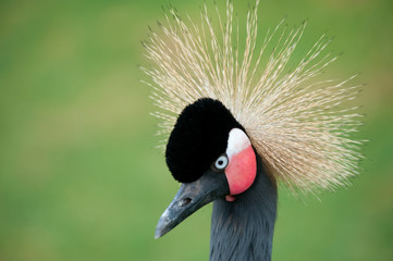 Grey Crowned Crane