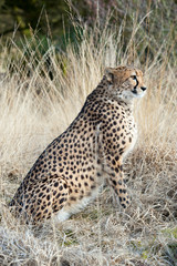 close-up of a beautiful cheetah (Acinonyx jubatus)