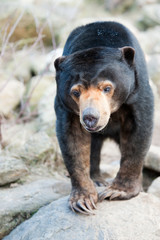 Close up of a Malayan Sun Bear