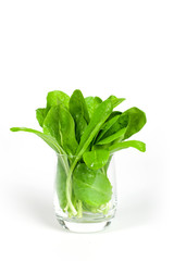 cicoria nel bicchiere