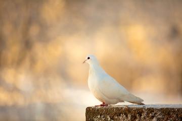 White dove