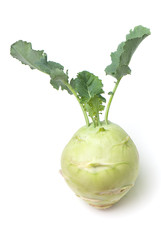 cabbage of kohlrabi