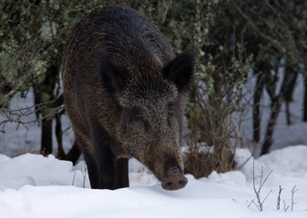 femelle sanglier dans la neige