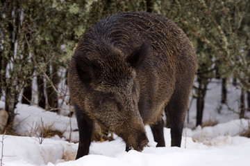 femelle sanglier dans la neige