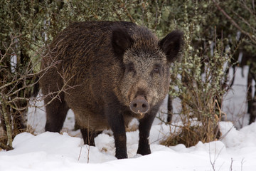 femelle sanglier dans la neige