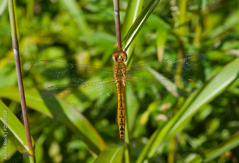 Canvas Prints Dragonfly on grass 4