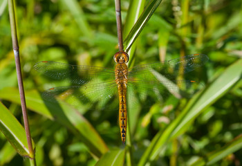 Dragonfly on grass 4