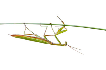 Mantis on grass-blade 2