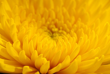 chrysanthemum