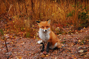 Naklejka premium Fox in its natural habitat