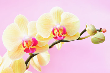 Gelbe Orchidee vor rosa Hintergrund