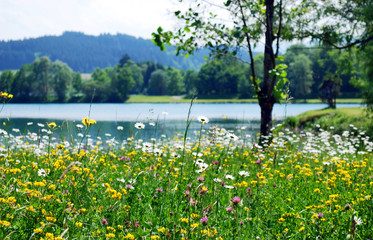 Fototapeta premium spring meadow