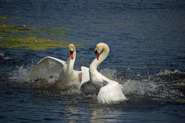 splashing territory fight of two macho swans