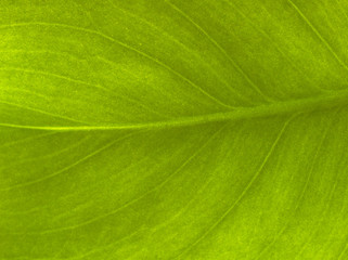 Plantleaf