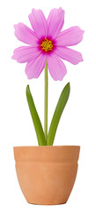 Cosmos flower growing in a flower pot