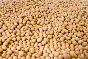 Sementes de soja transgenica. Data: 18/02/2010