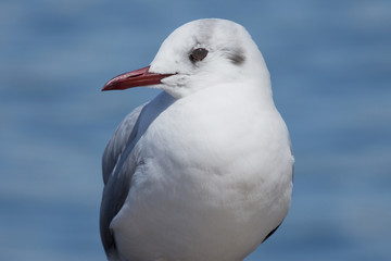 Fototapeta premium カモメをクローズアップで撮影.