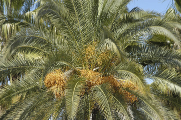 Palmera con dátiles 15