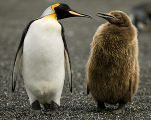 Pingouin Parentalité