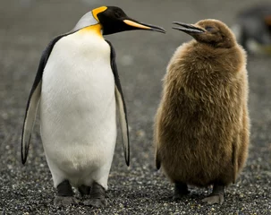 Plexiglas foto achterwand Pinguïn ouderschap © Rich Lindie