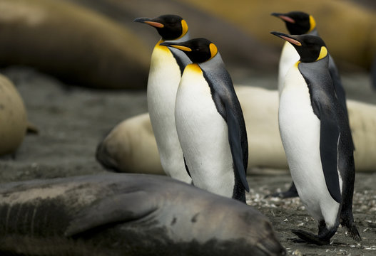 Penguin March