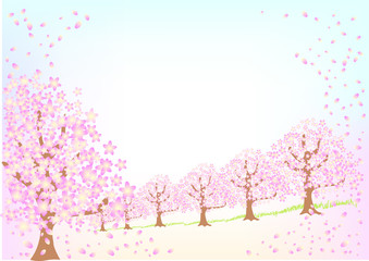 Obraz premium 桜咲く頃