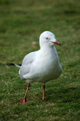 Seagull, Australia