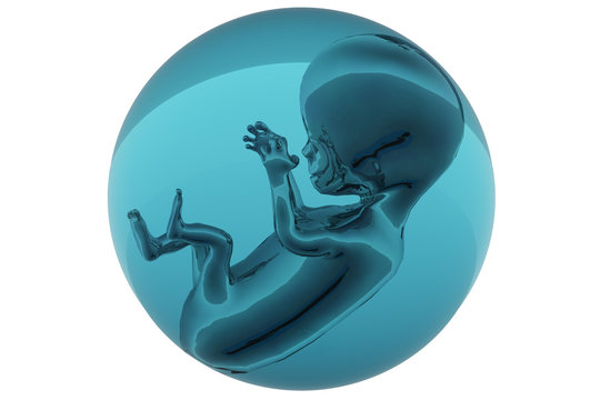 Foetus