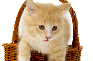 Kitten in basket