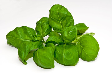 Basilikum