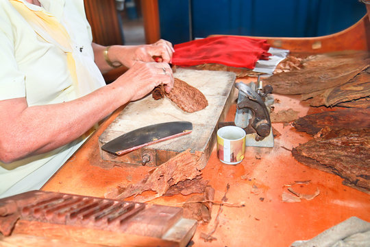 Woman Making  Handmade Freshly Rolled Cigars In Tobacco Factory