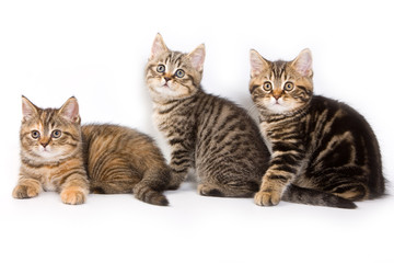 British kitten on white background